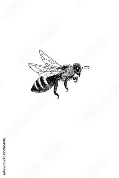 Obraz Honey Bee
