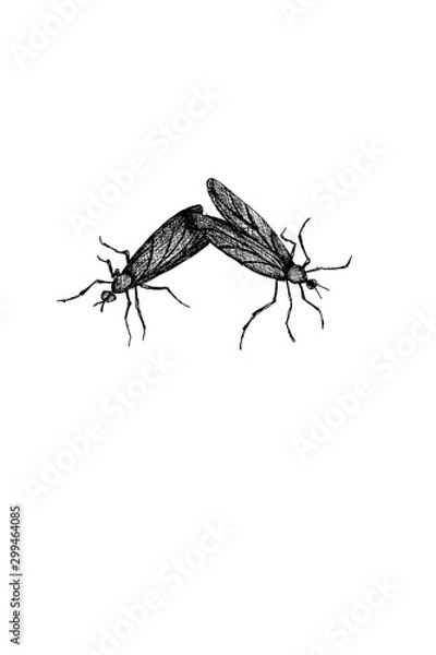 Fototapeta Love Bugs