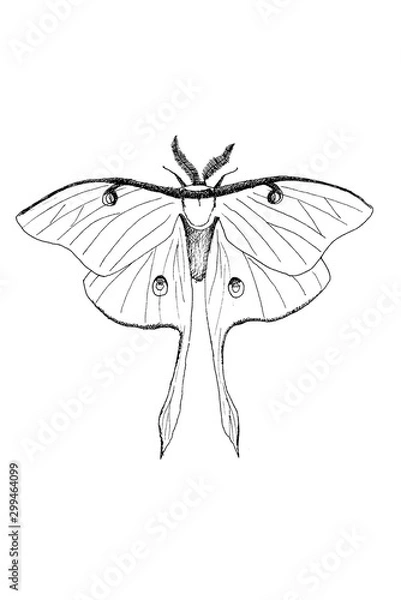 Fototapeta Luna Moth