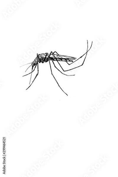 Fototapeta Mosquito