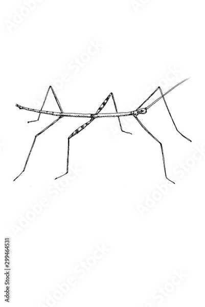 Fototapeta Walking Stick