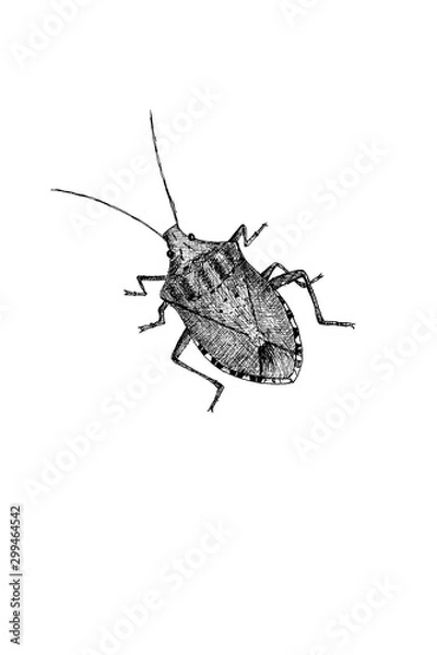 Fototapeta Stink Bug