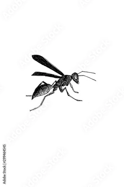 Fototapeta Wasp