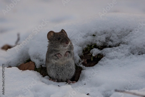 Fototapeta Russian Winter