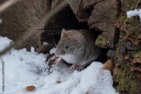Fototapeta Russian Winter