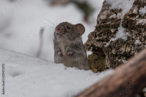 Fototapeta Russian Winter