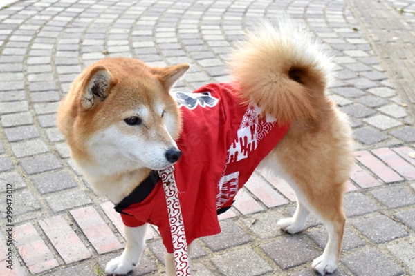 Fototapeta 柴犬・ハッピ・祭