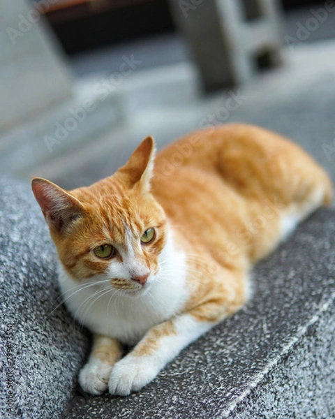 Obraz 可愛い野良猫