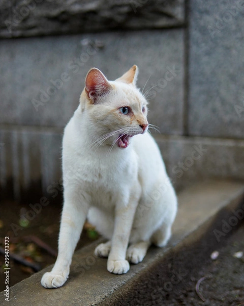 Obraz 白い野良猫　white cat