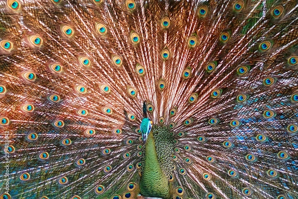 Obraz Peacock spread their feather tail