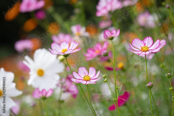 Fototapeta 秋の里山に咲くコスモス