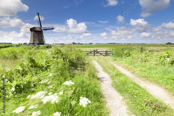 Fototapeta Dutch windmill in fresh green field in summer