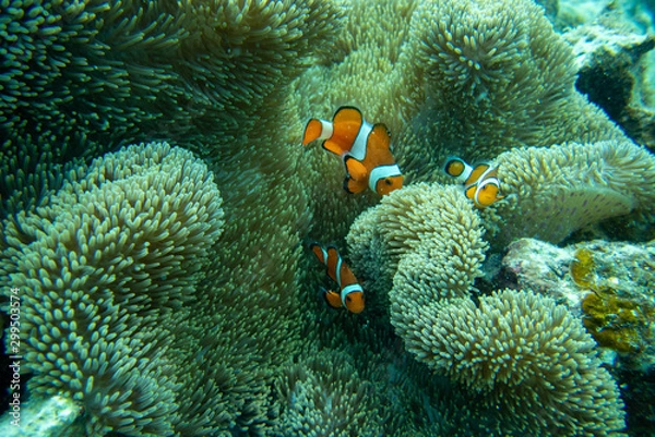 Obraz 南の島の、海中世界