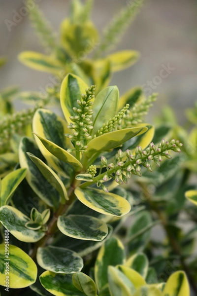 Fototapeta Variegated Hebe in the garden