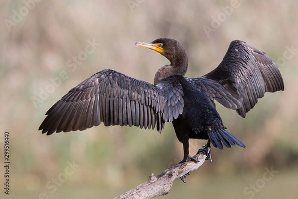 Obraz Double-crested Cormorant drying its wings