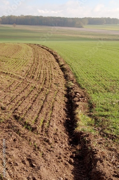 Fototapeta Aufkeimendes Wintergetreide