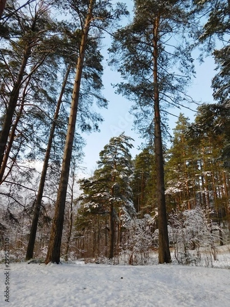 Obraz forest in winter
