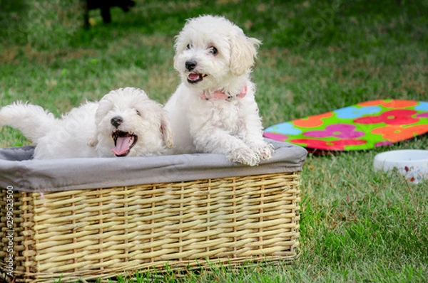 Fototapeta Barboncini