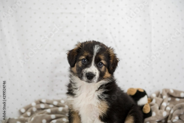 Obraz Border collie cucciolo