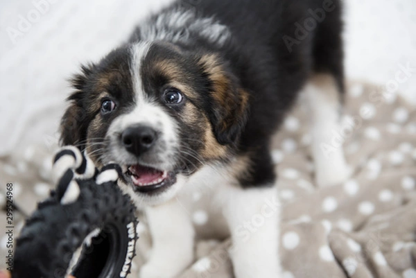 Obraz Cucciolo border collie