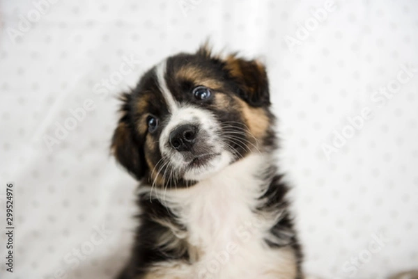 Obraz Cucciolo border collie