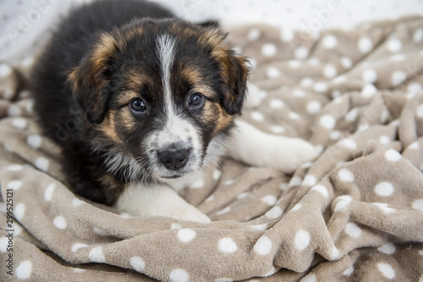 Obraz Cucciolo border collie