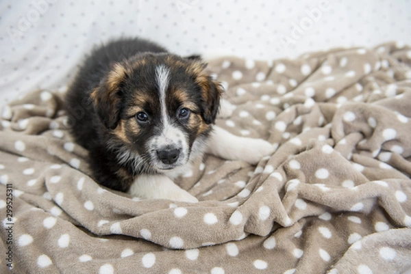 Obraz Cucciolo border collie