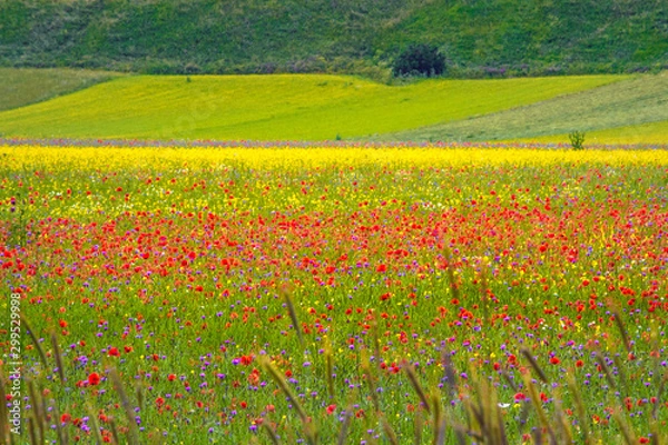 Obraz Catelluccio di Norcia