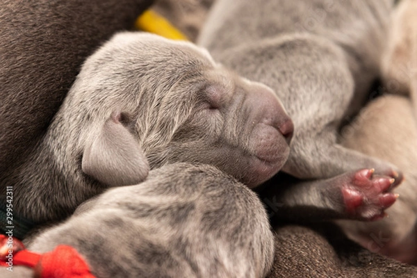 Obraz Weimaraner Welpen Tag 1