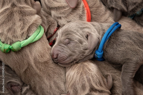 Obraz Weimaraner Welpen Tag 1