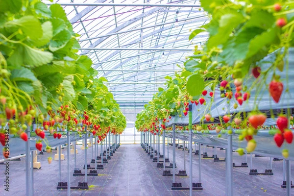 Obraz いちご農園