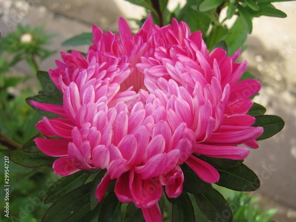 Fototapeta Астра   aster