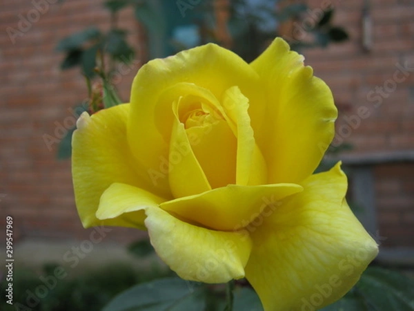 Fototapeta Роза желтая  rose yellow