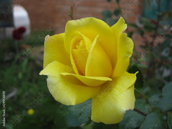 Fototapeta Роза желтая  rose yellow