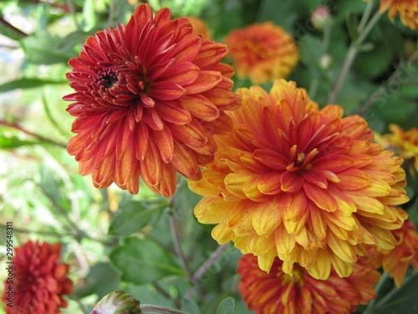 Fototapeta chrysanthemums