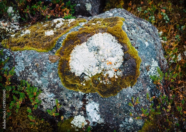 Fototapeta lichen on tree