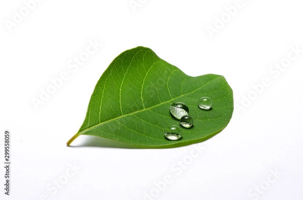 Obraz green leaf with water drops isolated on white background