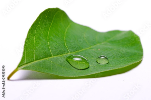 Obraz green leaf with water drops isolated on white background
