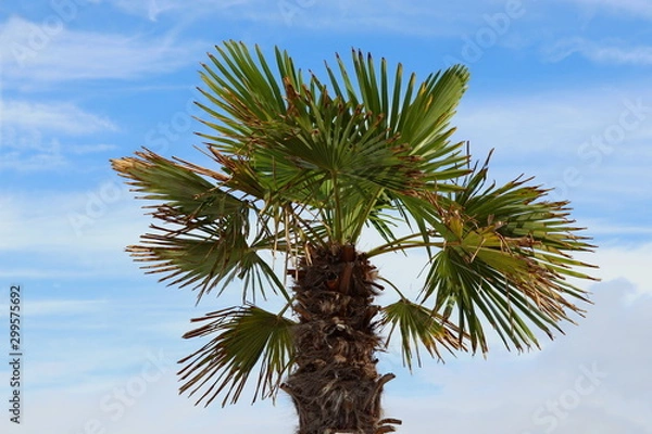 Fototapeta Fan palm trees on the background of the sea ( Trachycarpus fortunei )