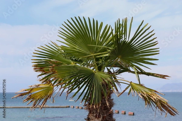 Fototapeta Fan palm trees on the background of the sea ( Trachycarpus fortunei )