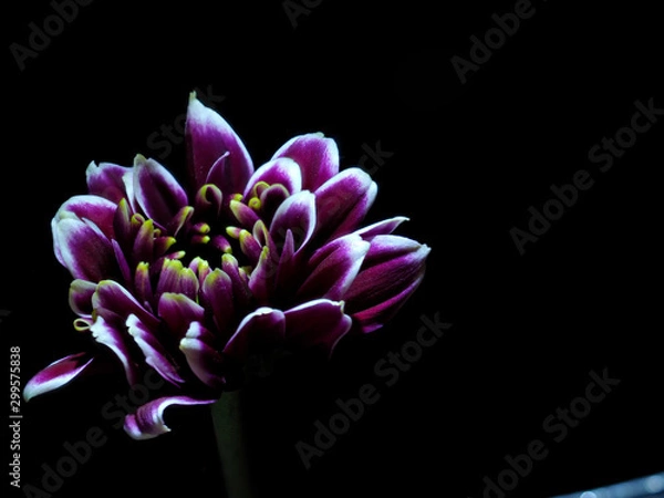 Obraz Flor sobre fondo negro