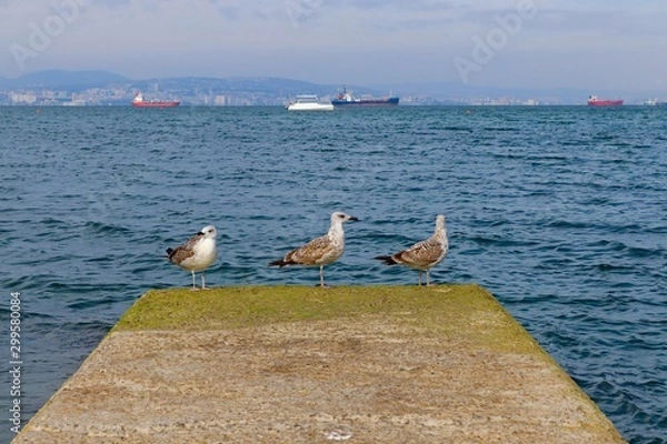 Fototapeta landscape of a sea gull on a background of the sea