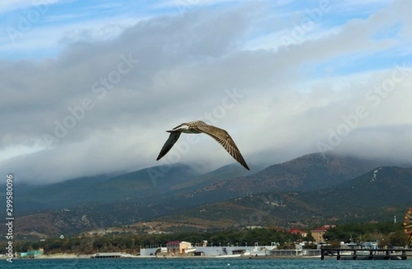 Fototapeta landscape of a sea gull on a background of the sea