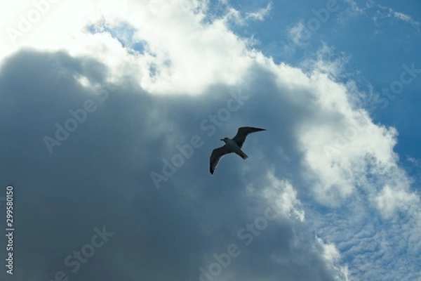 Fototapeta Seagull on a background of black clouds