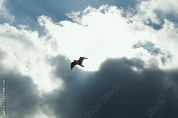 Fototapeta Seagull on a background of black clouds