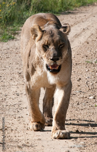 Obraz Lioness