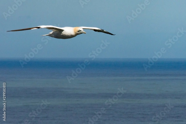Obraz Gannet