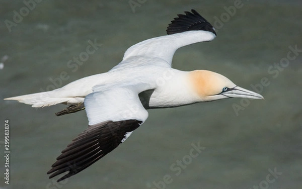 Obraz Gannet flying