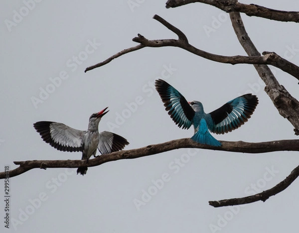 Obraz Wood Kingfishers displaying