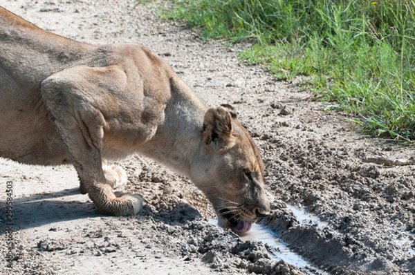 Obraz Lioness drinking